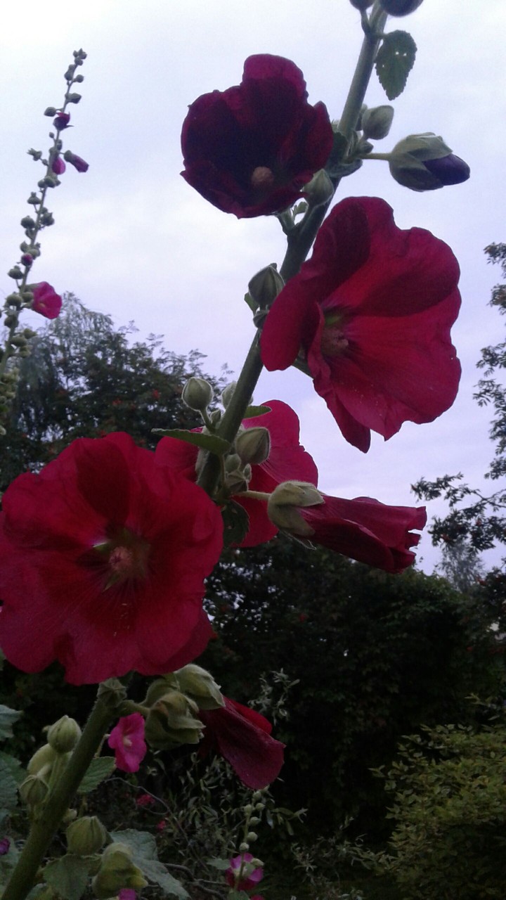 flowers#