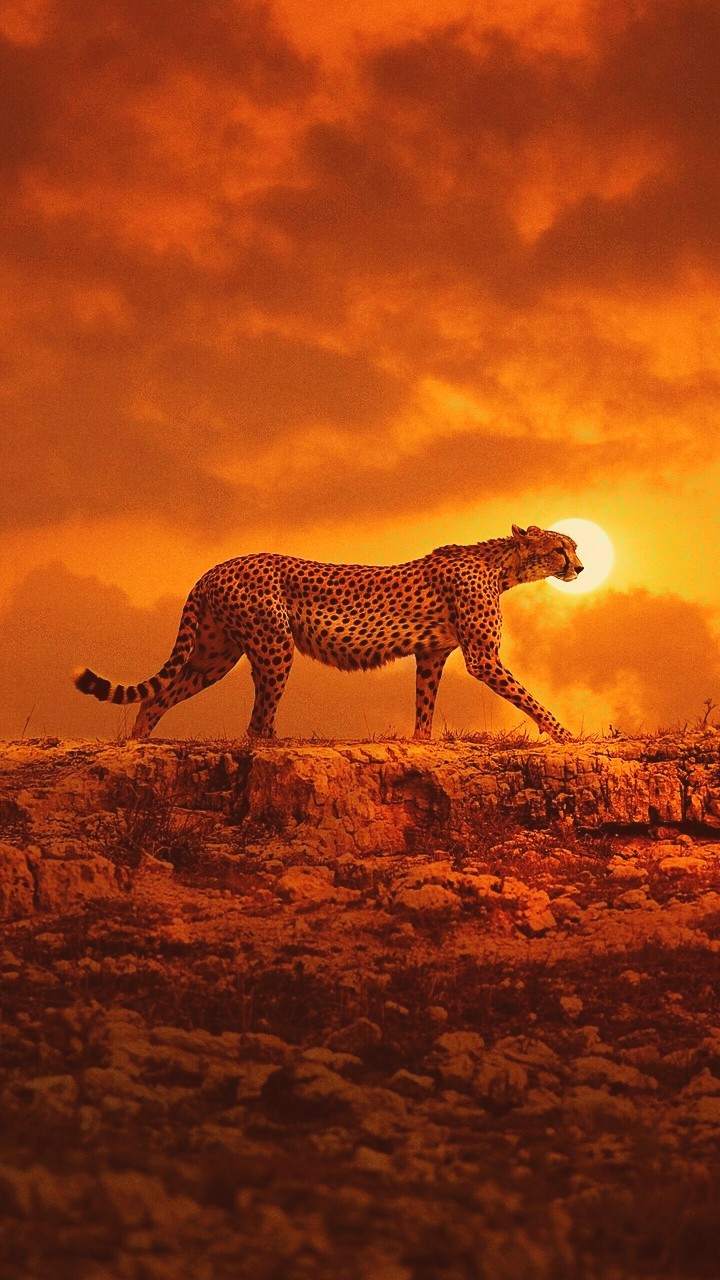 Gepard. Cheetahs. leopard
