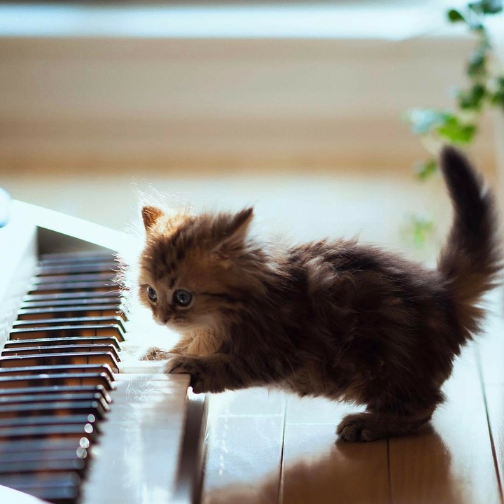 ❤️..Playing piano..❤️