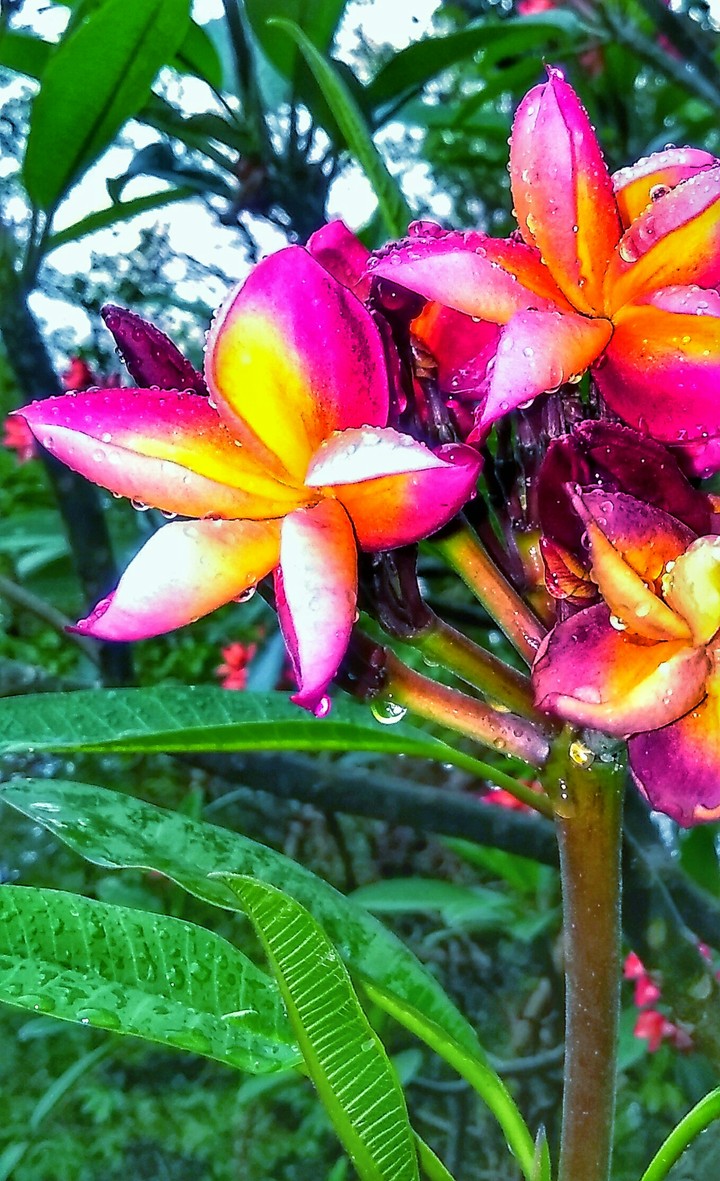 beauty of flower
