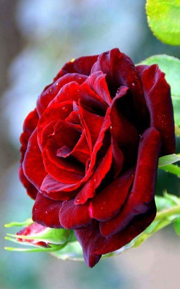 red rose