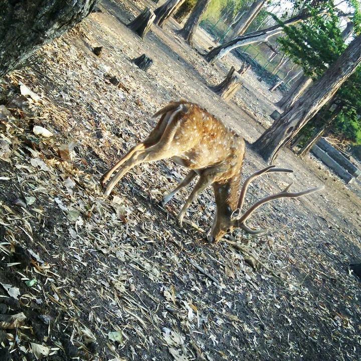 zoo