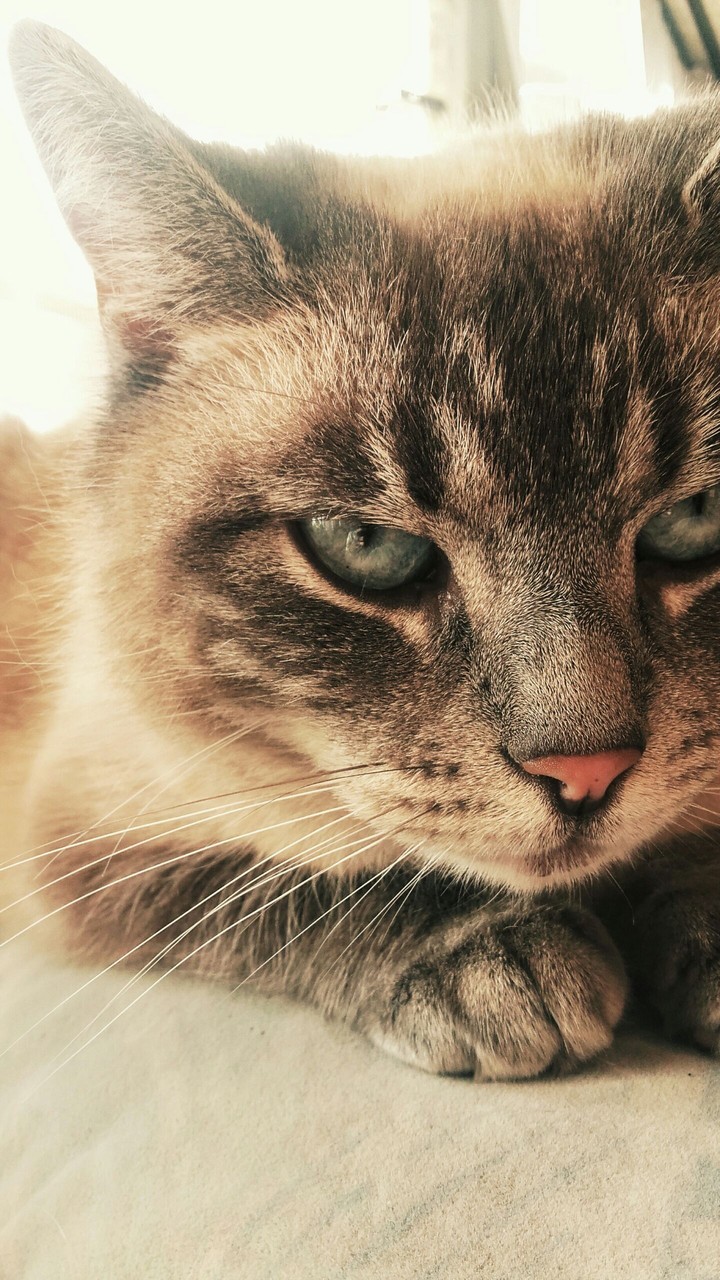 My cat