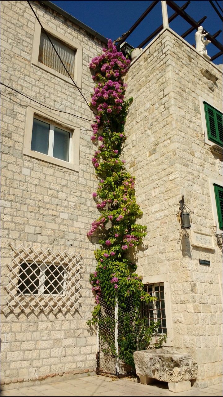 Flowers & building