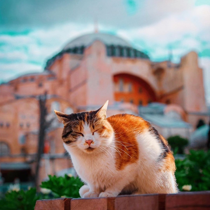 sokak hayvanları