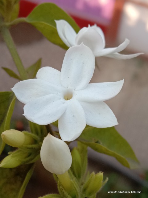 twig, flower Hintergrundbilder