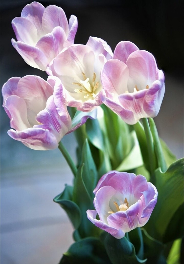 tulips