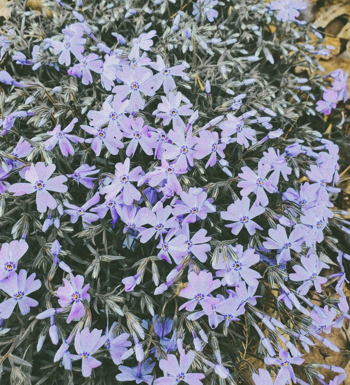 tinyFlowers
