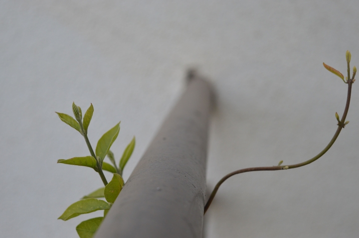 leaves and branch