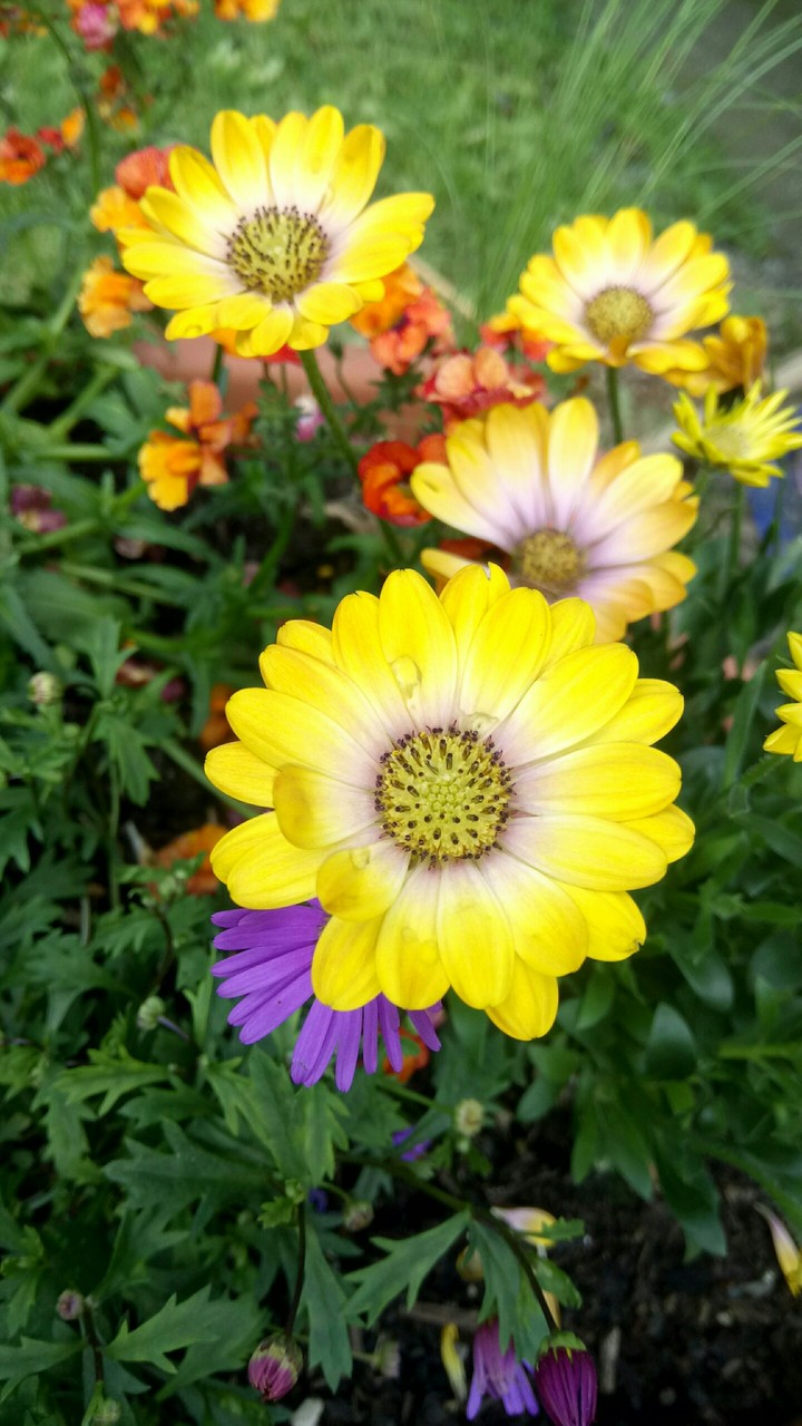 yellow