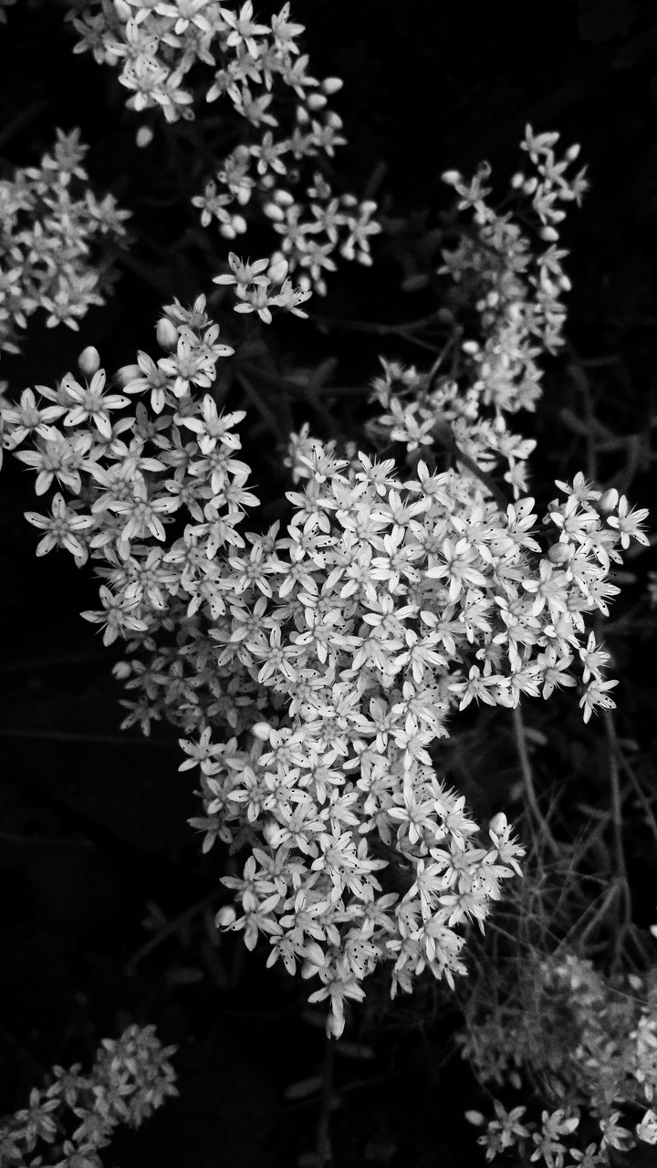 grau