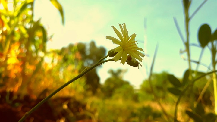 Morning Click