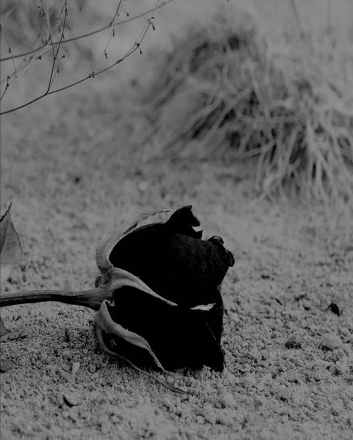 black rose
