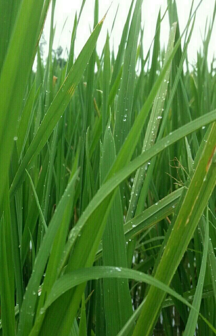 paddy field love