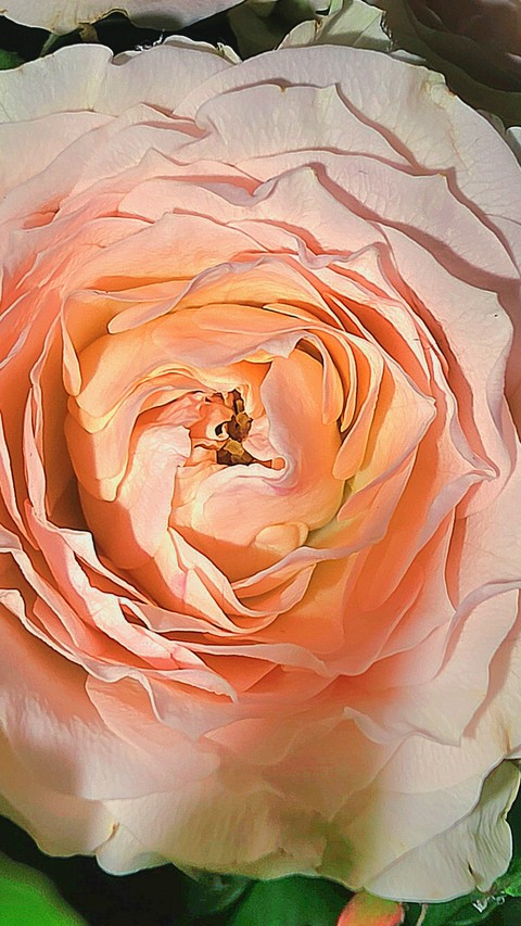 rose