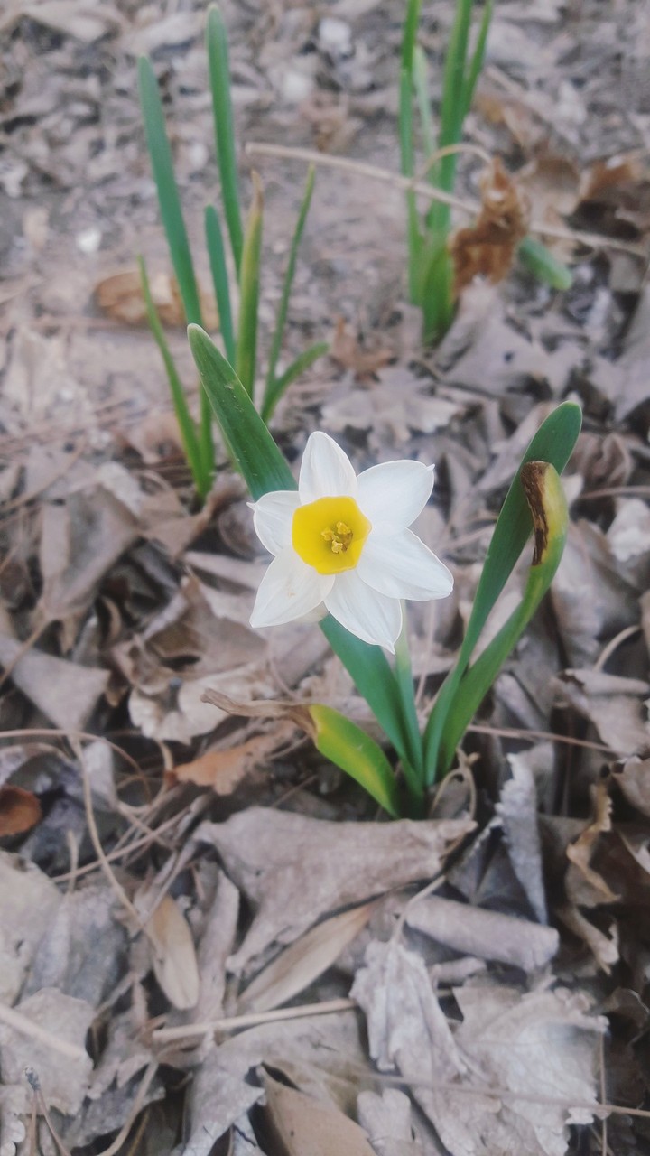 #flower
