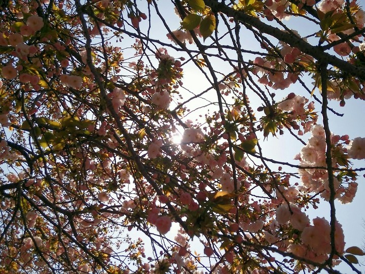 紅櫻花 2  Red cherry 2