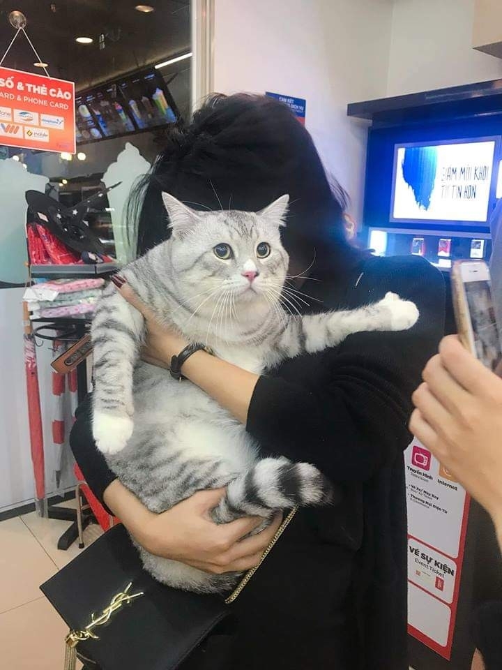 CAT_sama