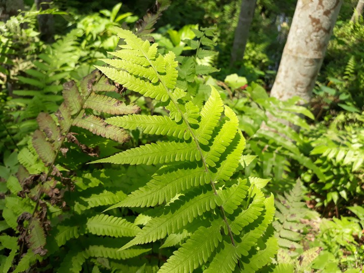 Green Beauties