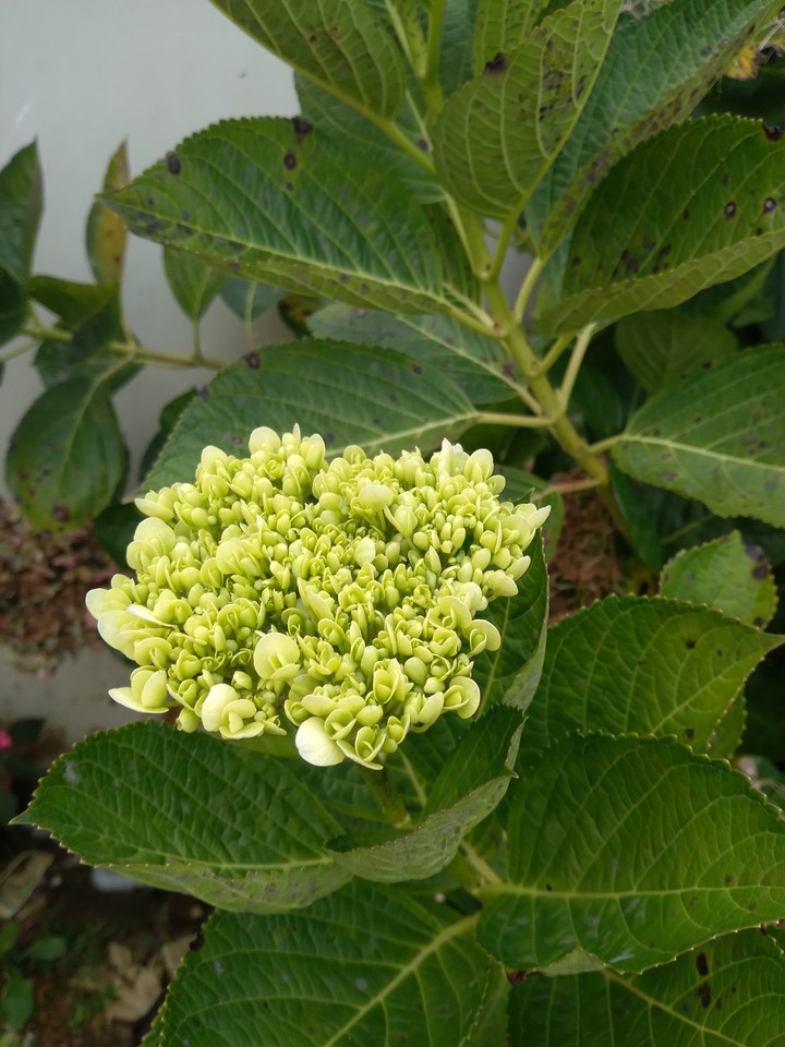 Cẩm tú cầu lúc nhỏ