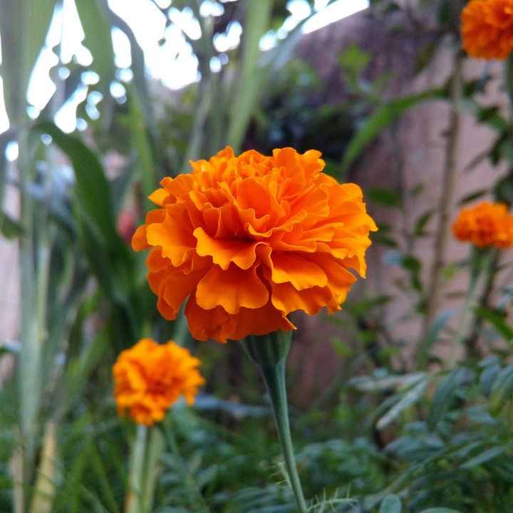 Flowers....