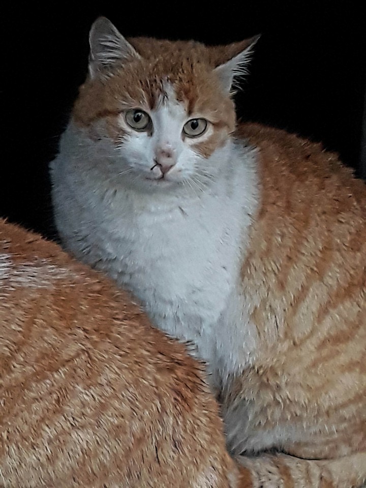 cat
