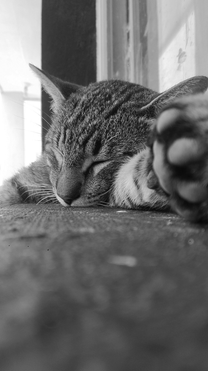 paz