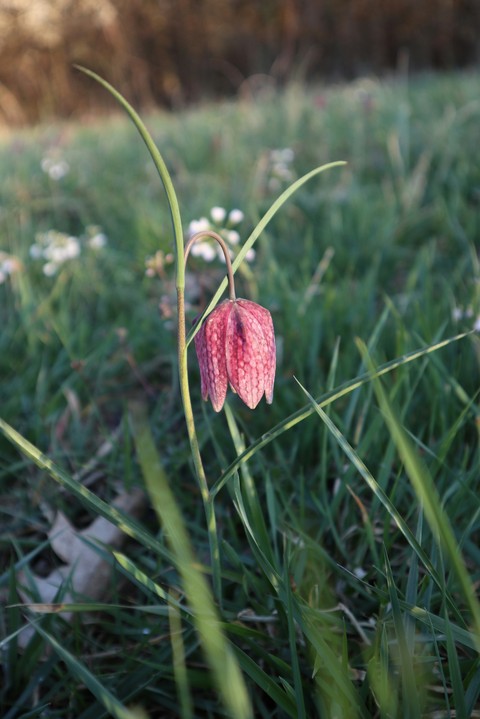 רקעים wildflower, fritillaries