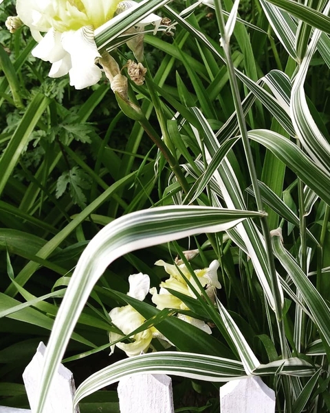 green leaves