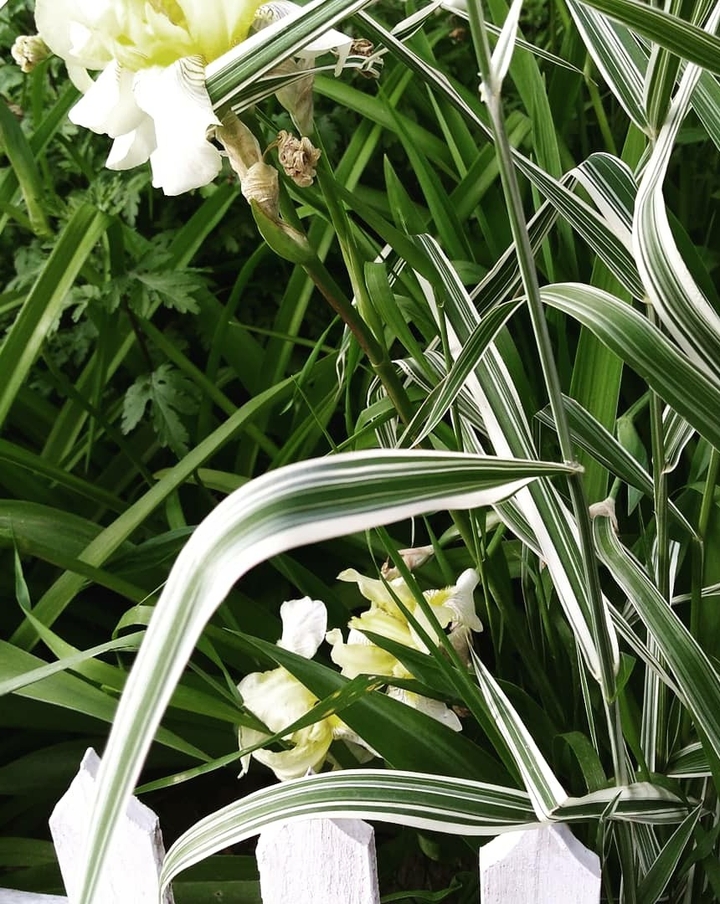 green leaves