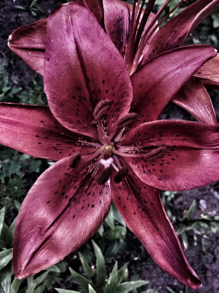 Lily