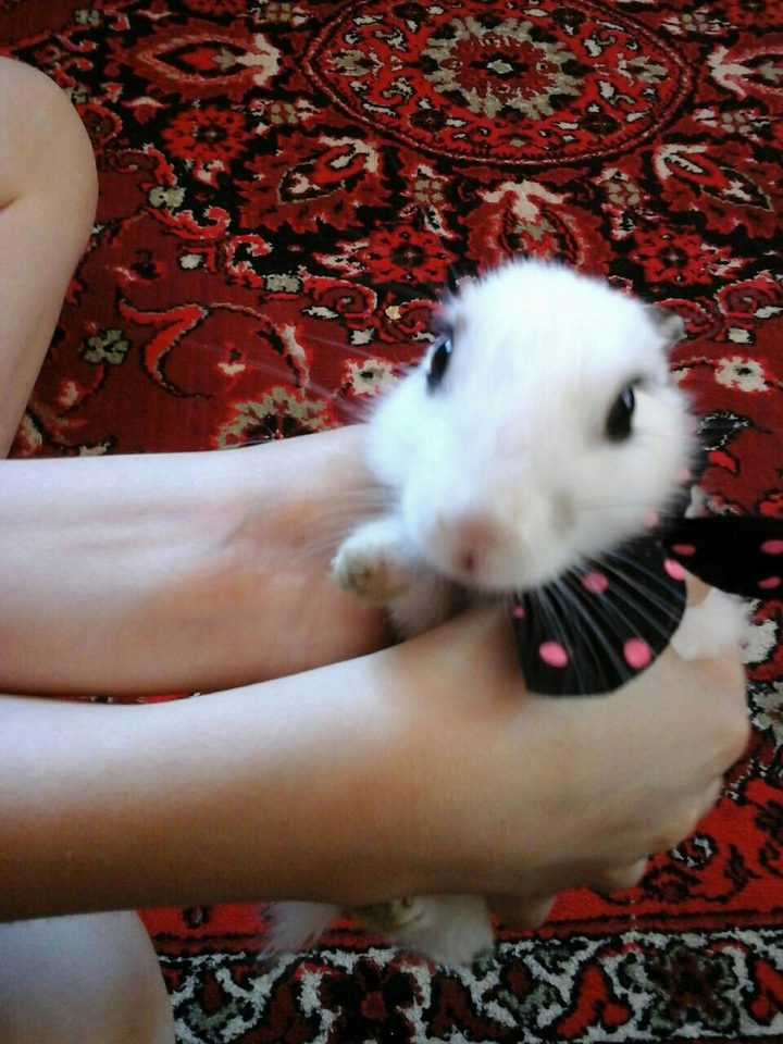 rabbit puşok