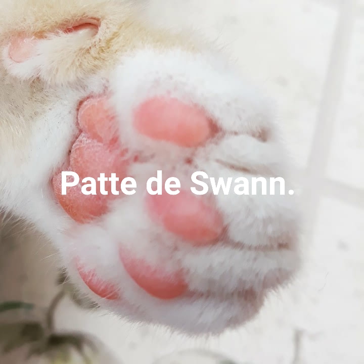 Swann 2 mois et demi.