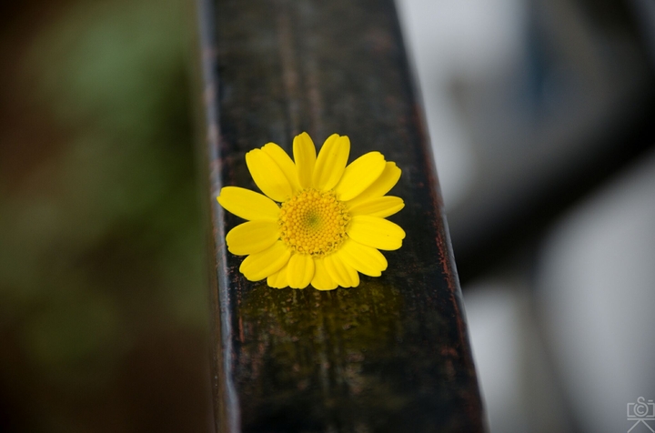 Sunburst yellow