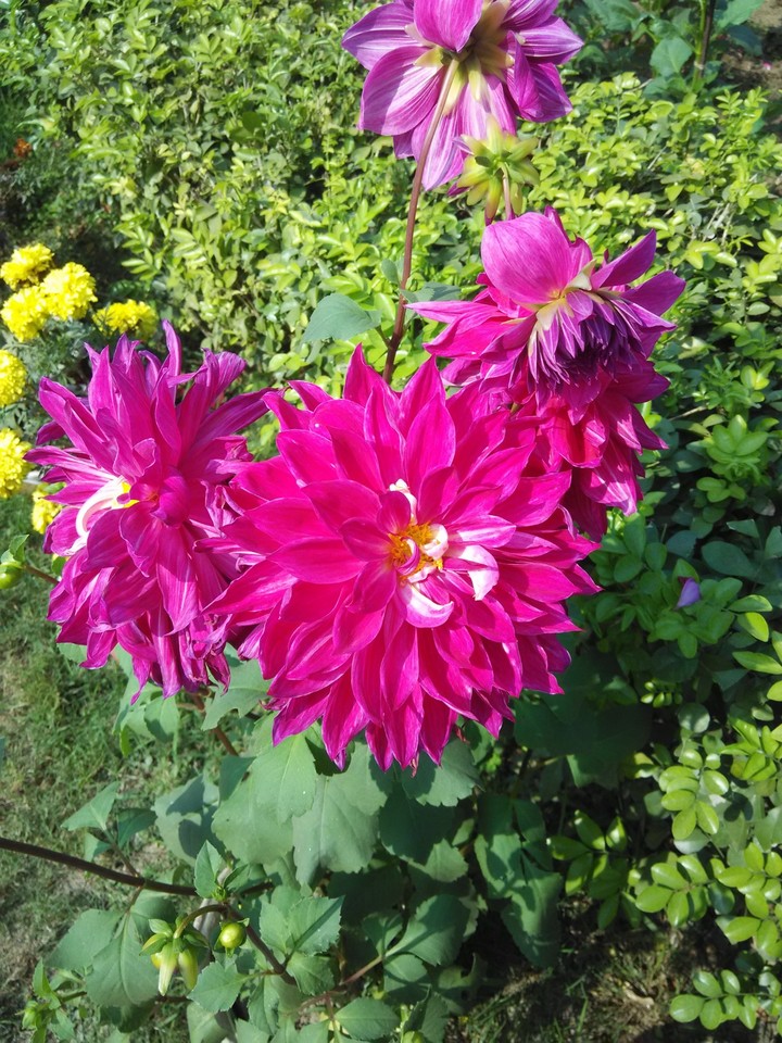 Dalia