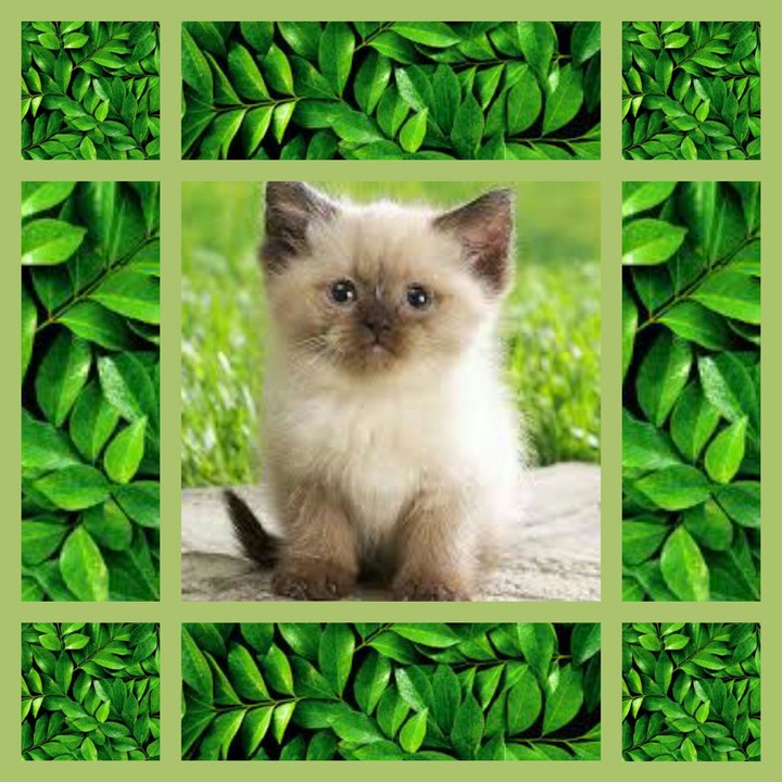 my cat