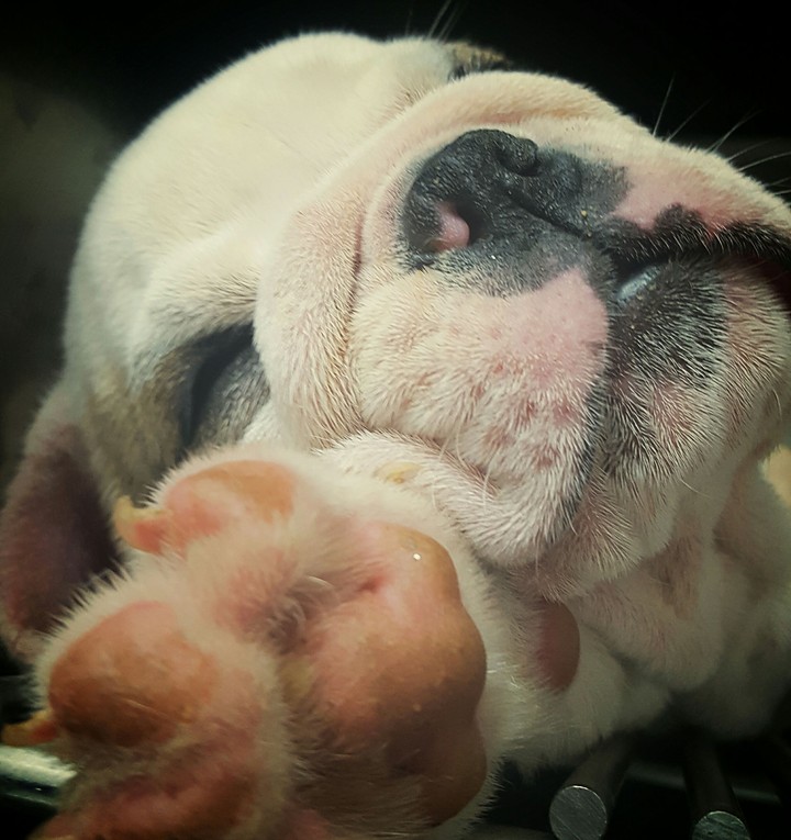 Bulldog puppy