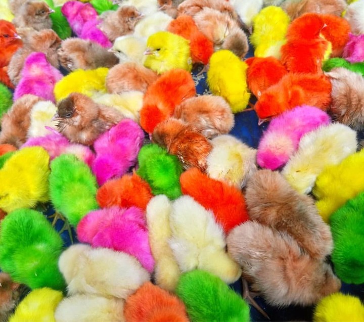 chicklets
