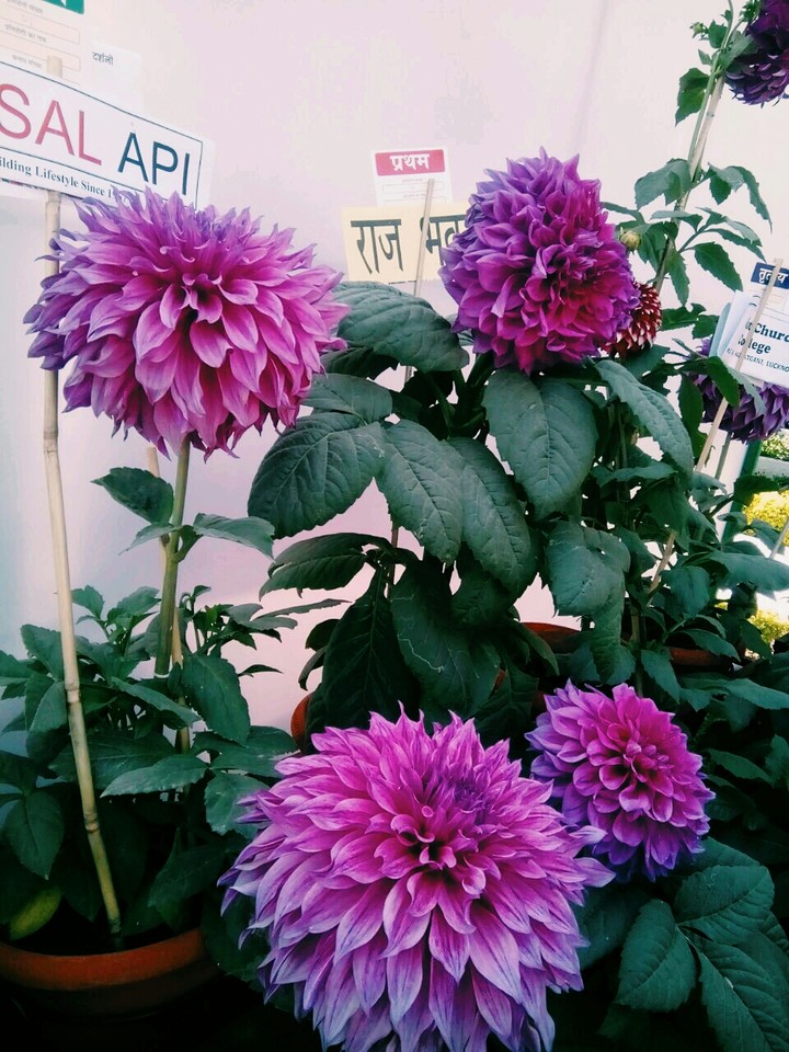 big flower