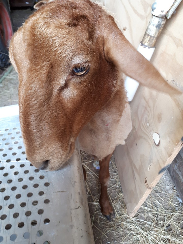 Schaf