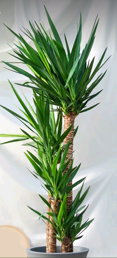 tapety flowerpot, Vase