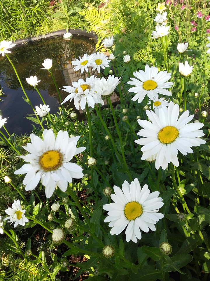 flowers