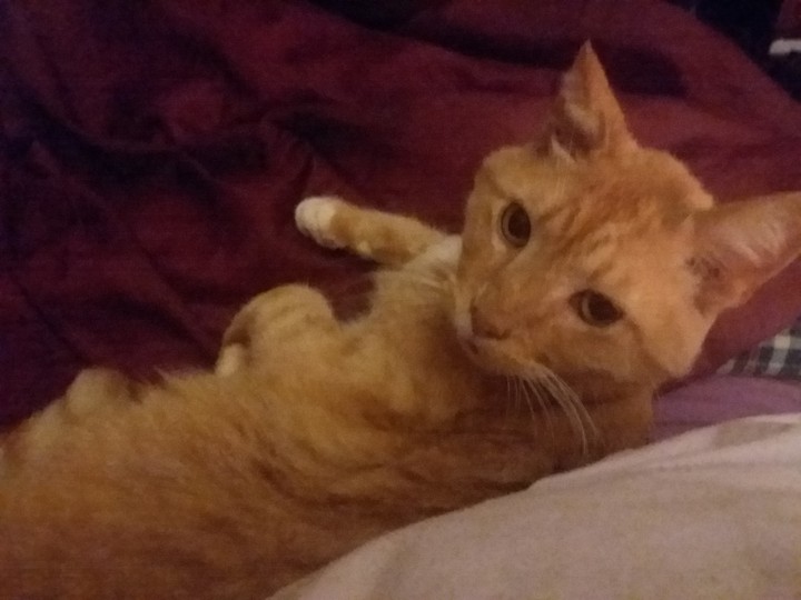 My Little Lion lost his struggle with life on 9/3/19.