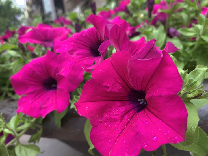 Floresdecolores