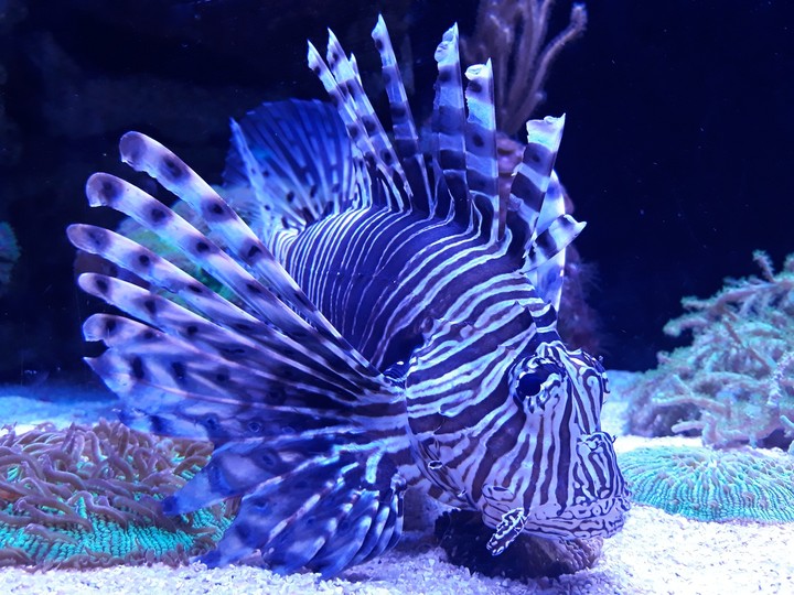 Lion Fish