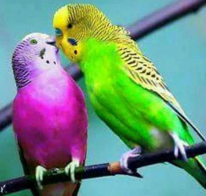 kissy
