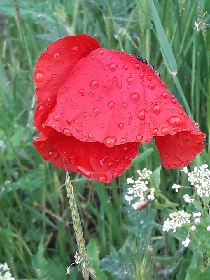 flowers