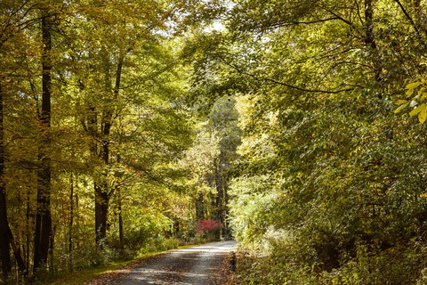 Fall Trees 2