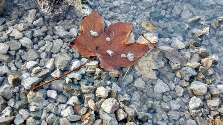 Leaf at lake shore