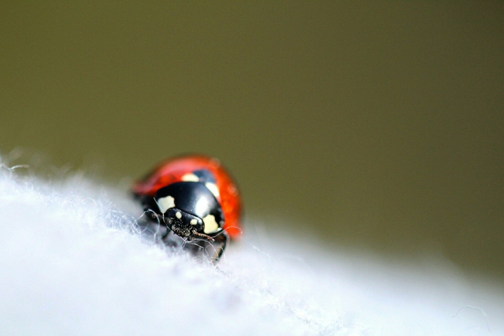 ladybug